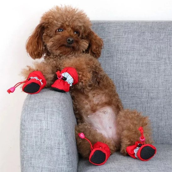 Chien sur le dos dans le fauteuil avec ces Chaussures chien​