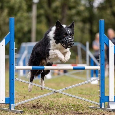 chien travail au club et saute barrière avec Muselière pour chien​