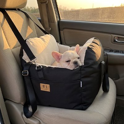 chihuahua calme dans Siege auto pour chien 