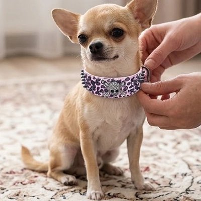 Chihuahuas à un Collier Chien fun