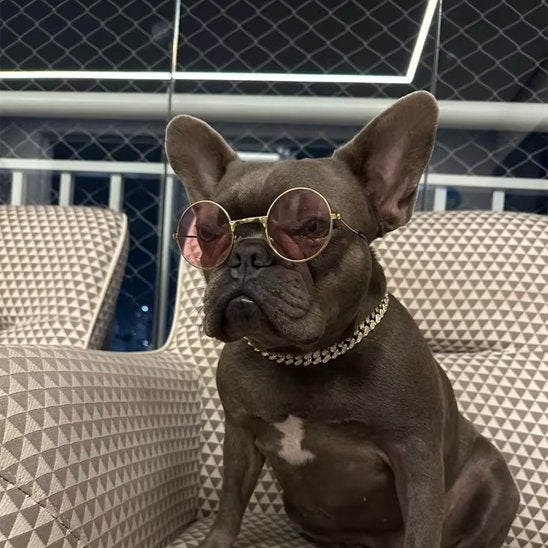 collier chien argent assis fauteuil