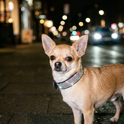 Collier Chien avec stras 
