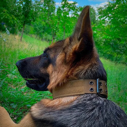 collier chien aventurier brun