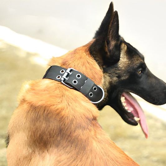 collier chien aventurier noir