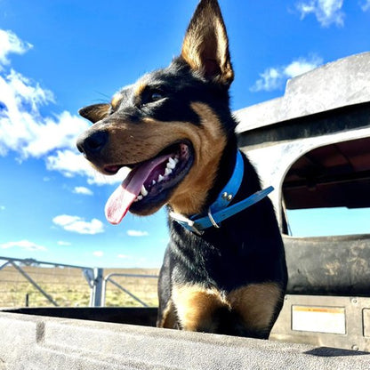 collier chien biothane benne camion