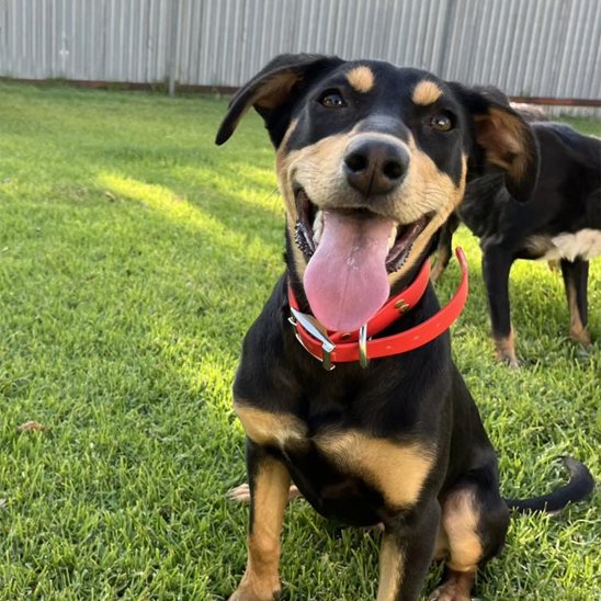 collier chien biothane rouge