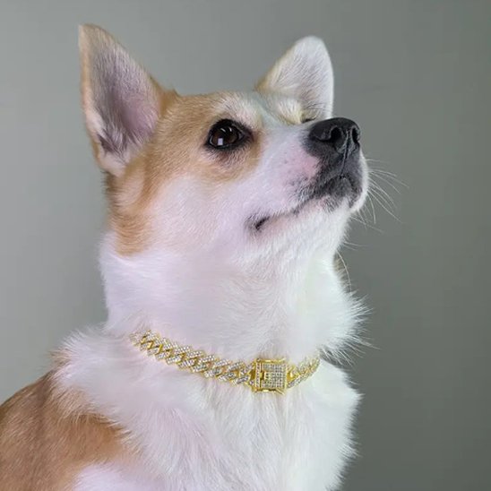 collier chien brillant