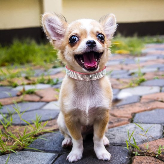 collier chien cristallin rose