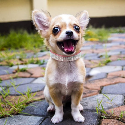 collier chien cristallin rose