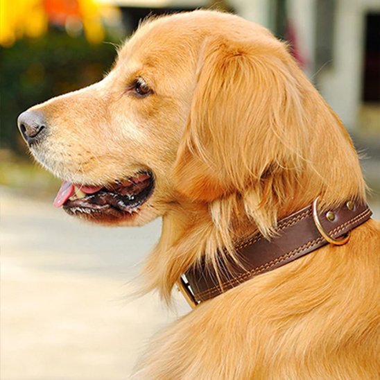 Collier chien cuir marron