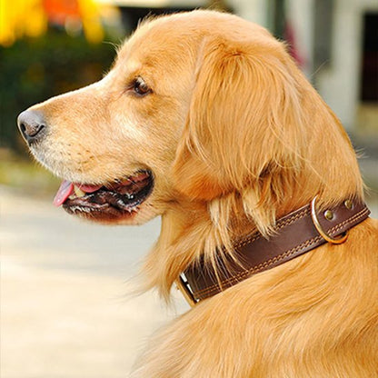 Collier chien cuir marron