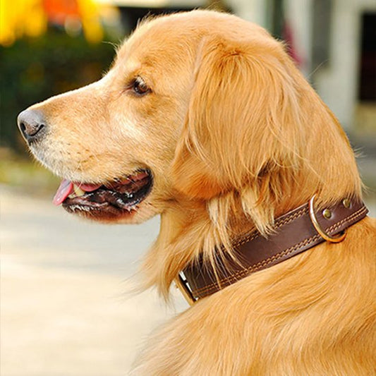 Collier chien cuir marron