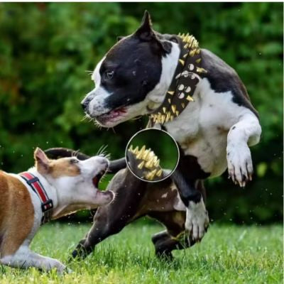 Collier chien cuir protection