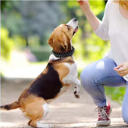 Collier chien cuir rembourré rivet joue