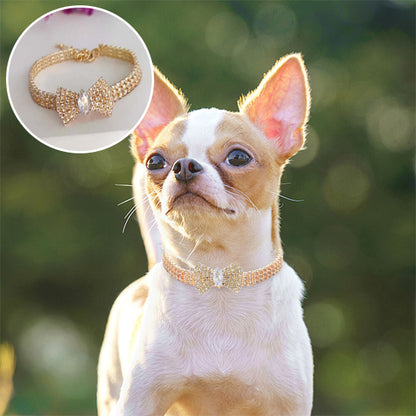 collier chien debout collier nœud papillon