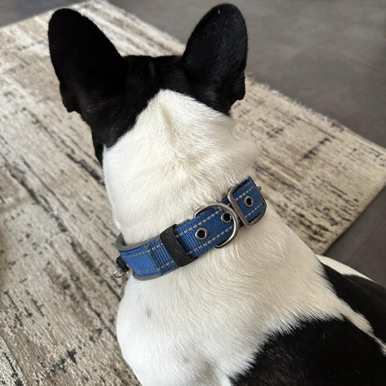 collier chien duke bleu marine