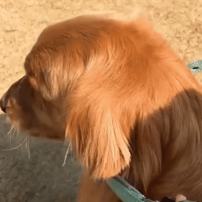 collier chien duke gif