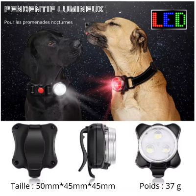 Collier chien éclairage LED promenade nocturne
