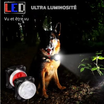 Collier chien éclairage LED