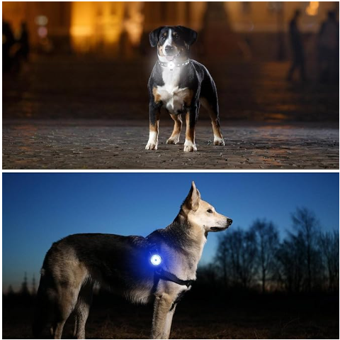 Collier chien éclairage nuit