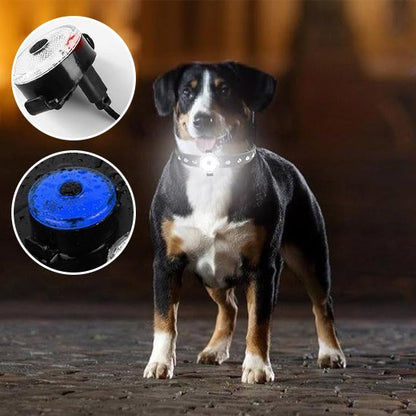 Collier chien être vu nuit