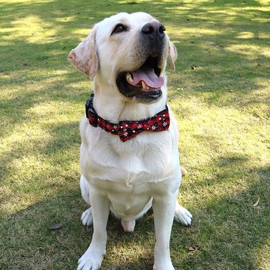 collier chien gentleman rouge