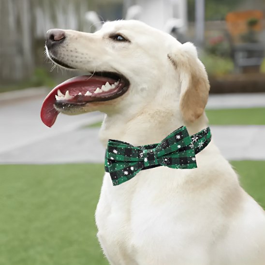collier chien gentleman vert