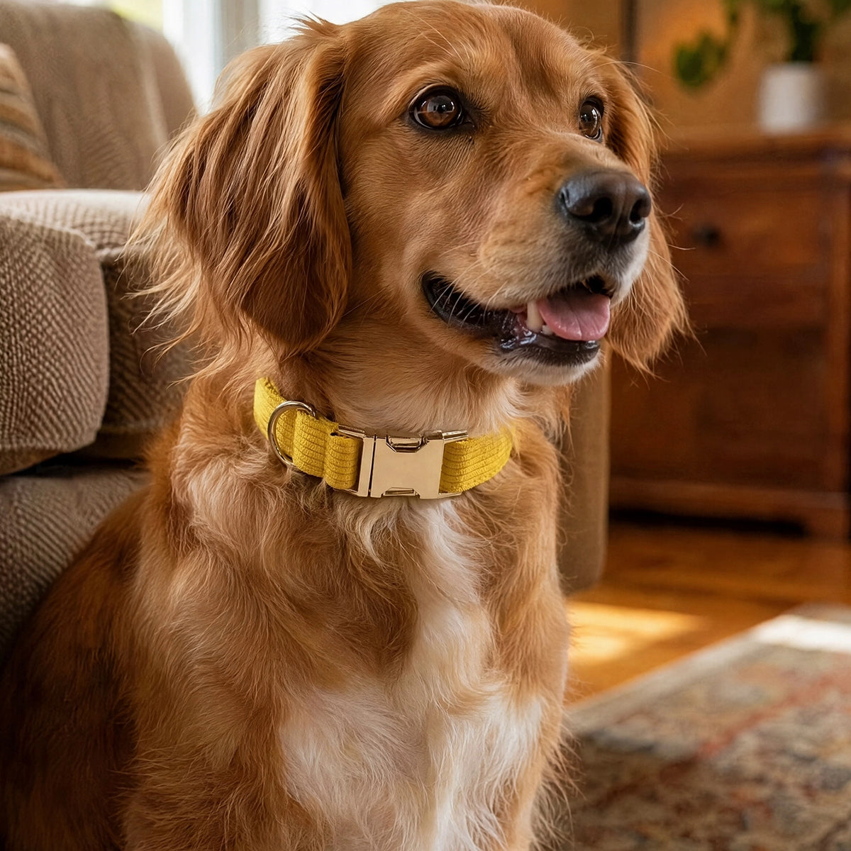 Collier chien jaune boucle dorée