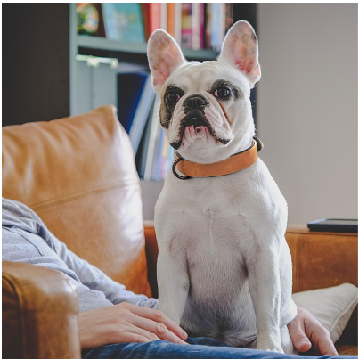 collier chien leon brun assis canape