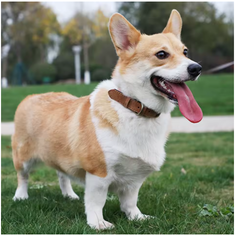 collier chien leon chien tire langue