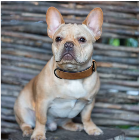 collier chien leon marron