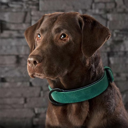 collier chien leon vert