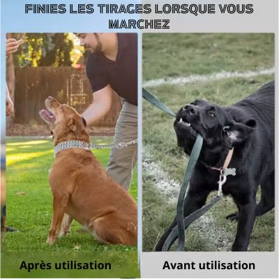 Collier chien métallique avant après utilisation