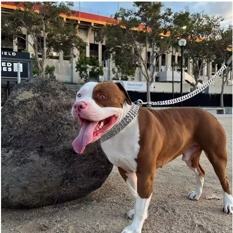 Collier chien métallique élégant
