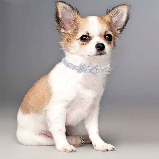 collier chien nœud papillon agent