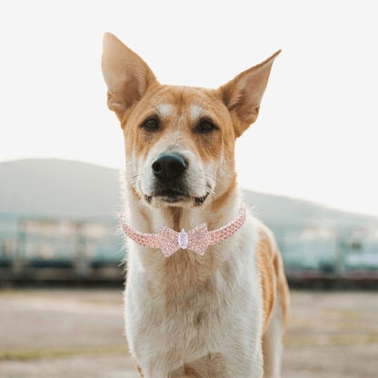 collier chien nœud papillon or rose