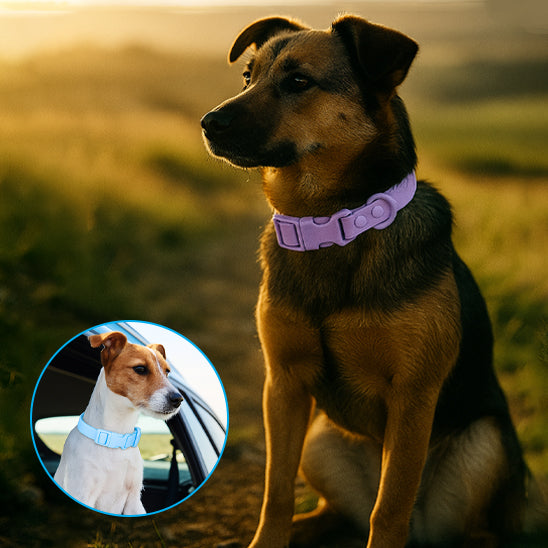 collier chien pvc mauve bleu