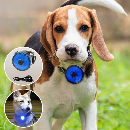 Collier chien rechargeable USB