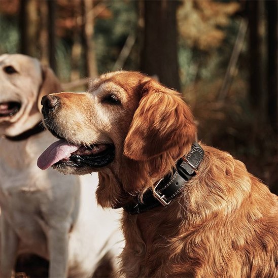 Collier chien tire langue après course