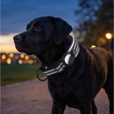 Collier chien traqueur dans nuit chien labrador
