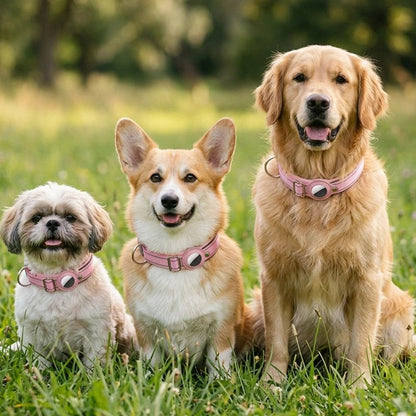 Collier Chien trois taille de grandeur