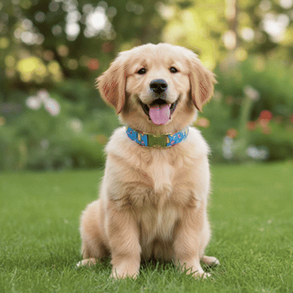 Collier chiot enregistrement vidéo
