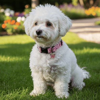 Collier chiot vidéo couleurs