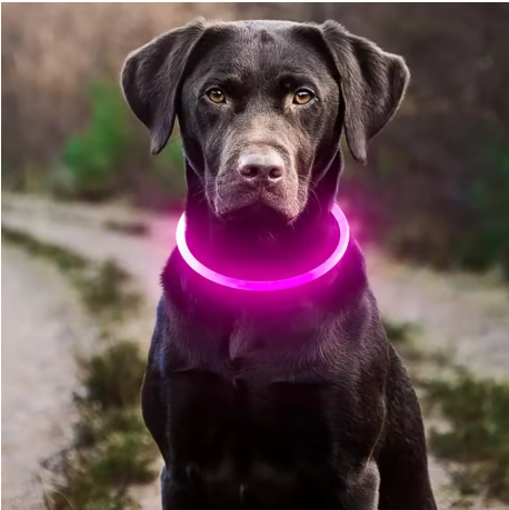 Collier lumineux chien assis collier rose