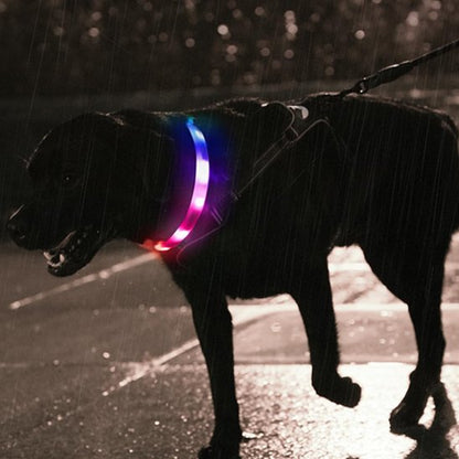 Collier lumineux chien chien sous pluie