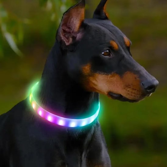 collier lumineux chien doberman