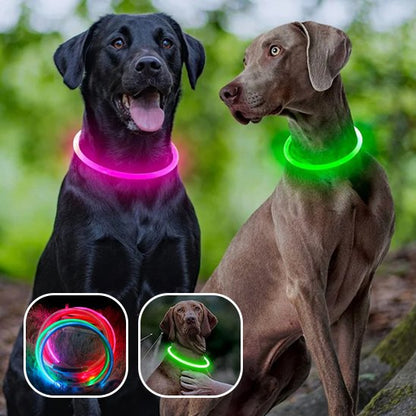 Collier lumineux chien grande intensité LED