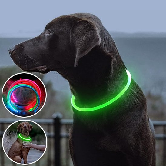 Collier lumineux chien haute luminosité vert fluo