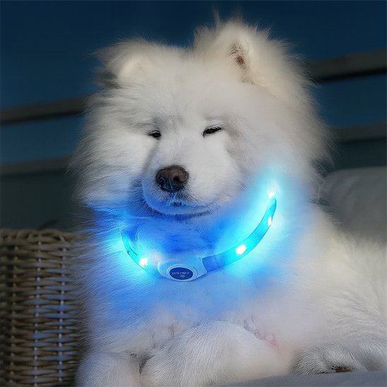 Collier lumineux chien haute visibilité bleu