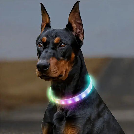 Collier lumineux chien multicolore